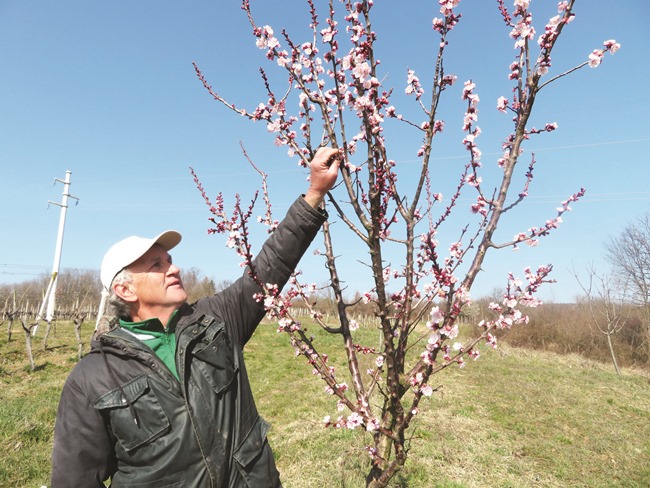 Posavska Hrvatska : Vinogradi i voćnjaci orezani, spremni za početak vegetacije 