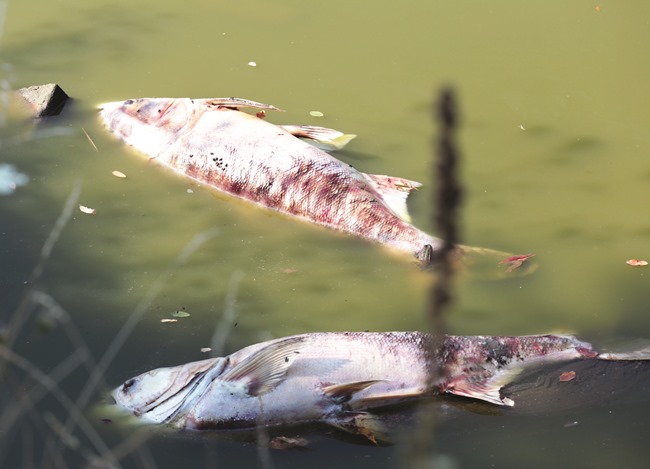 Posavska Hrvatska : Pomor riba u opkopima