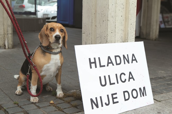 Posavska Hrvatska : Briga i ljubav o životinjama trebaju trajati godinama